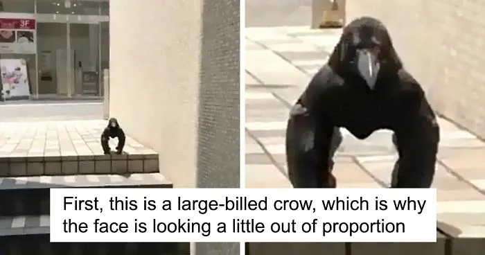 Unusually Standing Crow Gets Internet Hilariously Trying To Explain It, But A Bird Expert Tells It As It Is