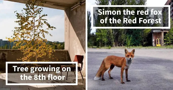 30 Photos Of Nature Winning The Battle Against Civilization In The Exclusion Zone Around Chernobyl