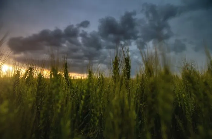I Spent 10 Years Photographing The Romanian Countryside Which Looks Like A Fairy Tale (New Pics)