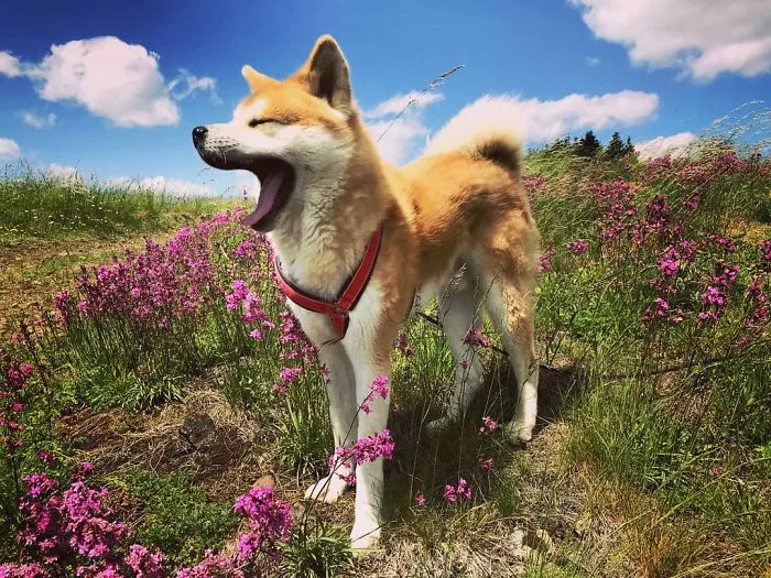 Hiking With An Akita Inu