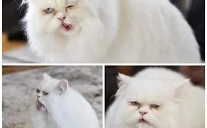 We Asked People To Share The Ugliest Photos Of Their Pets And It's Hilarious (30 Pics)