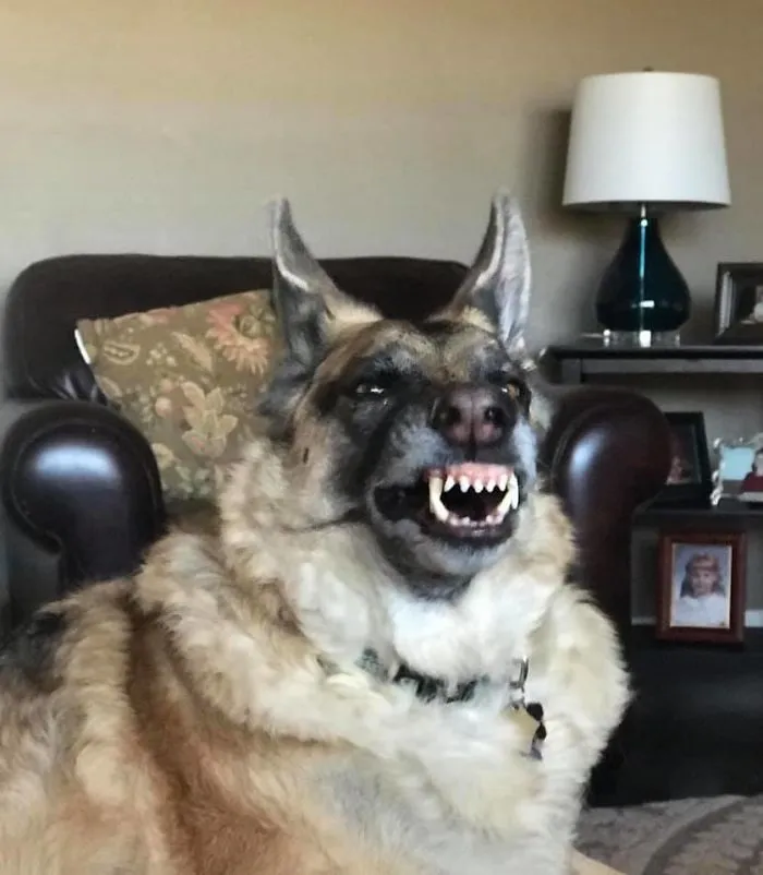 She Looks Like She Is About To Transform Into A Werewolf But She’s Actually Just Yawning!