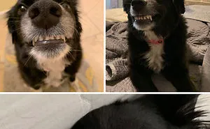 People Are Sharing The Most Unflattering Pics Of Their Pets And It's Hilarious (30 Pics)