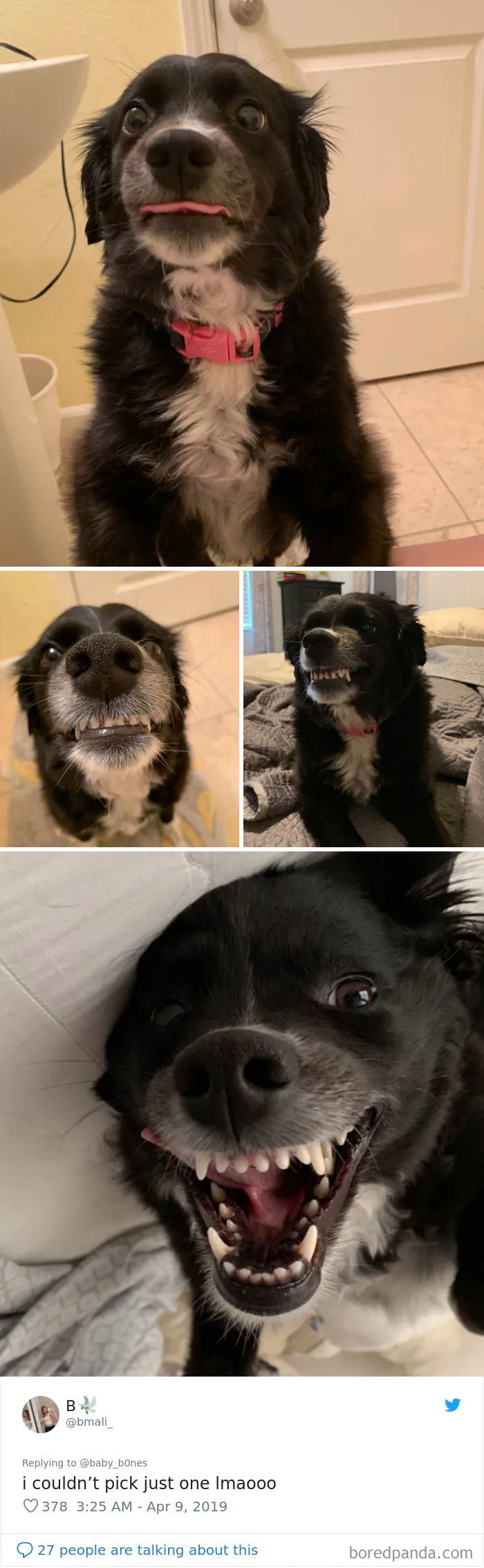 Least-Flattering-Pets
