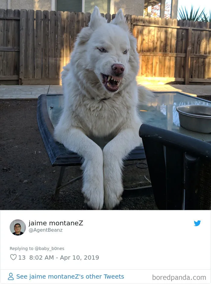 People Are Sharing The Most Unflattering Pics Of Their Pets And It's Hilarious (30 Pics)