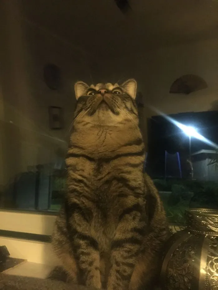Dexter Seeing A Fly On The Lamp