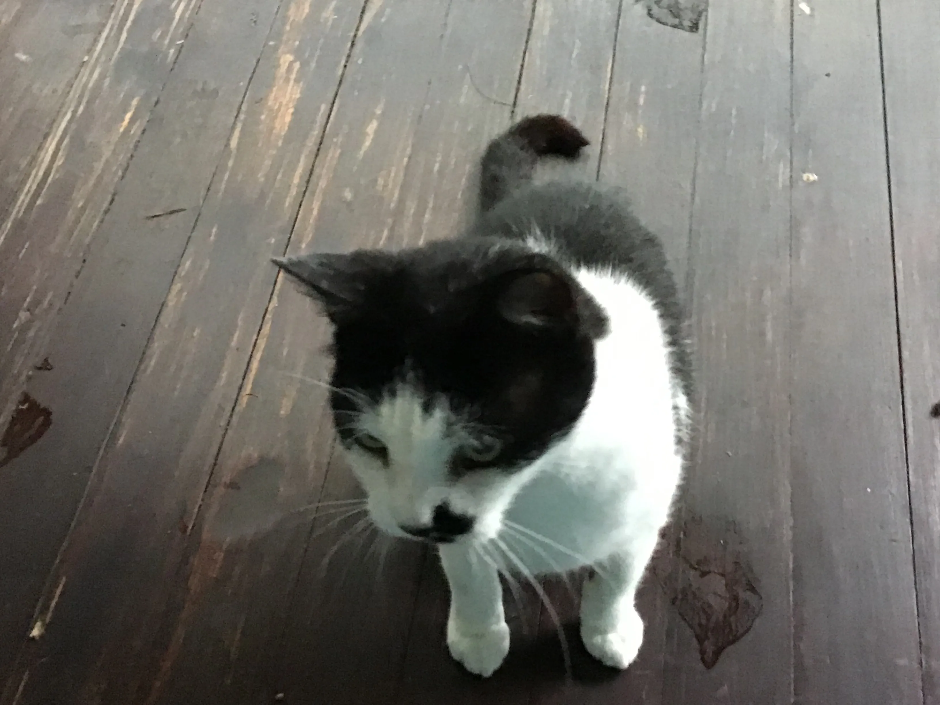 My Cat