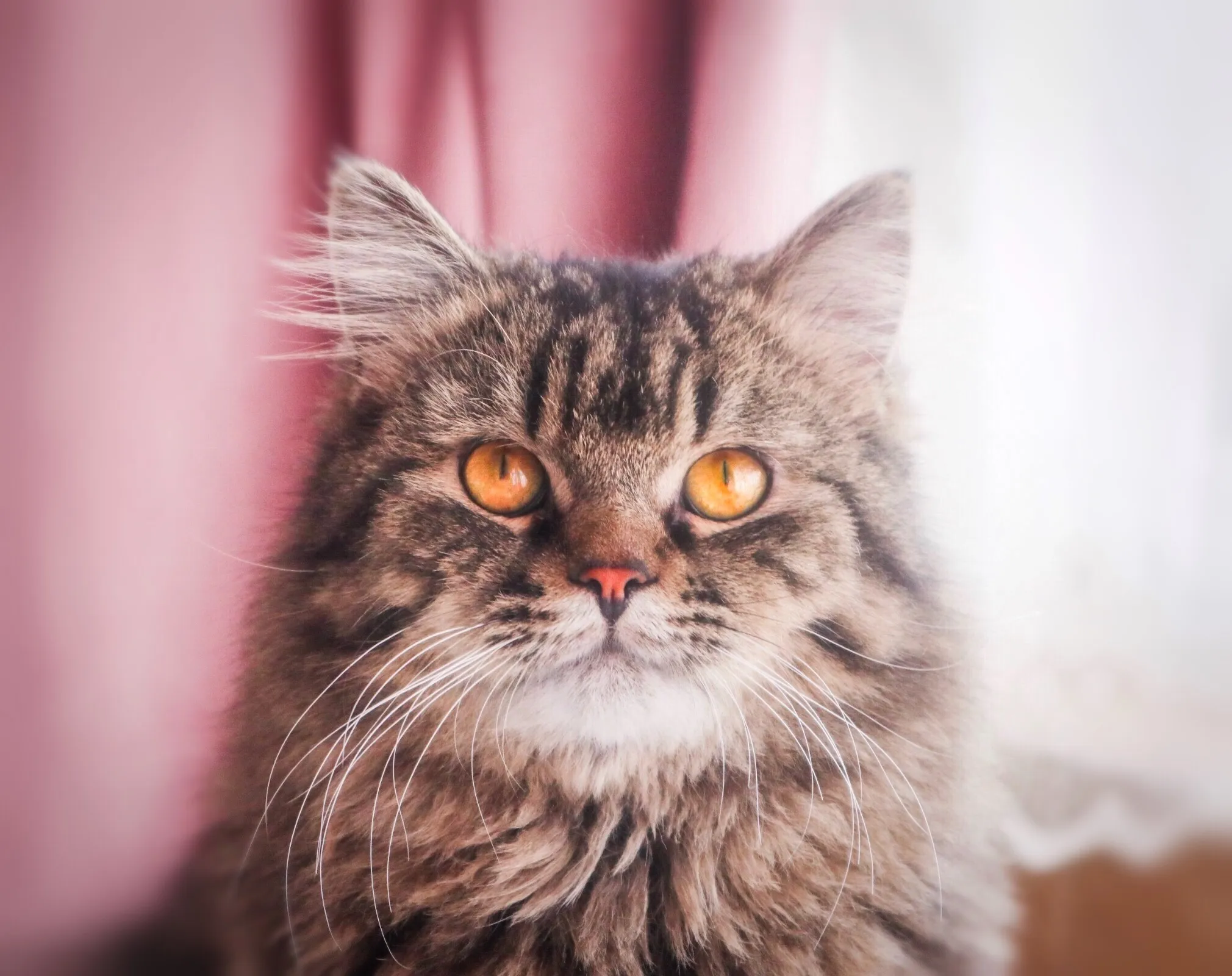 @leo9111ss Leo The Handsomely Cute Cat !