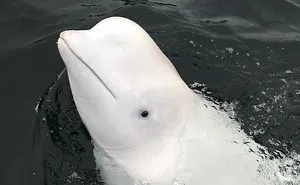 I Wrote This Story On Behalf Of "Hvaldimir" - The Tame Beluga Whale That Was Freed From A Tight Harness. Now Taken Care Of By The Norwegian Orca Survey And The Local Community Of Hammerfest, Norway