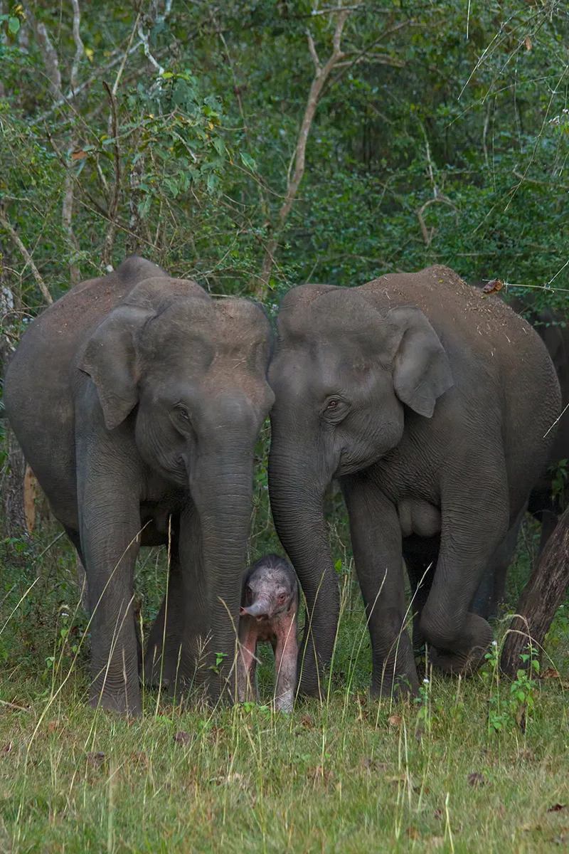 My 13 Best Elephant Photographs From The Wild