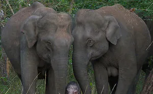 My 13 Best Elephant Photographs From The Wild