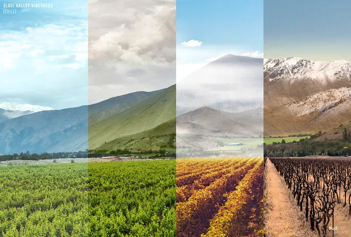 Elqui Valley Vineyards (Chile)