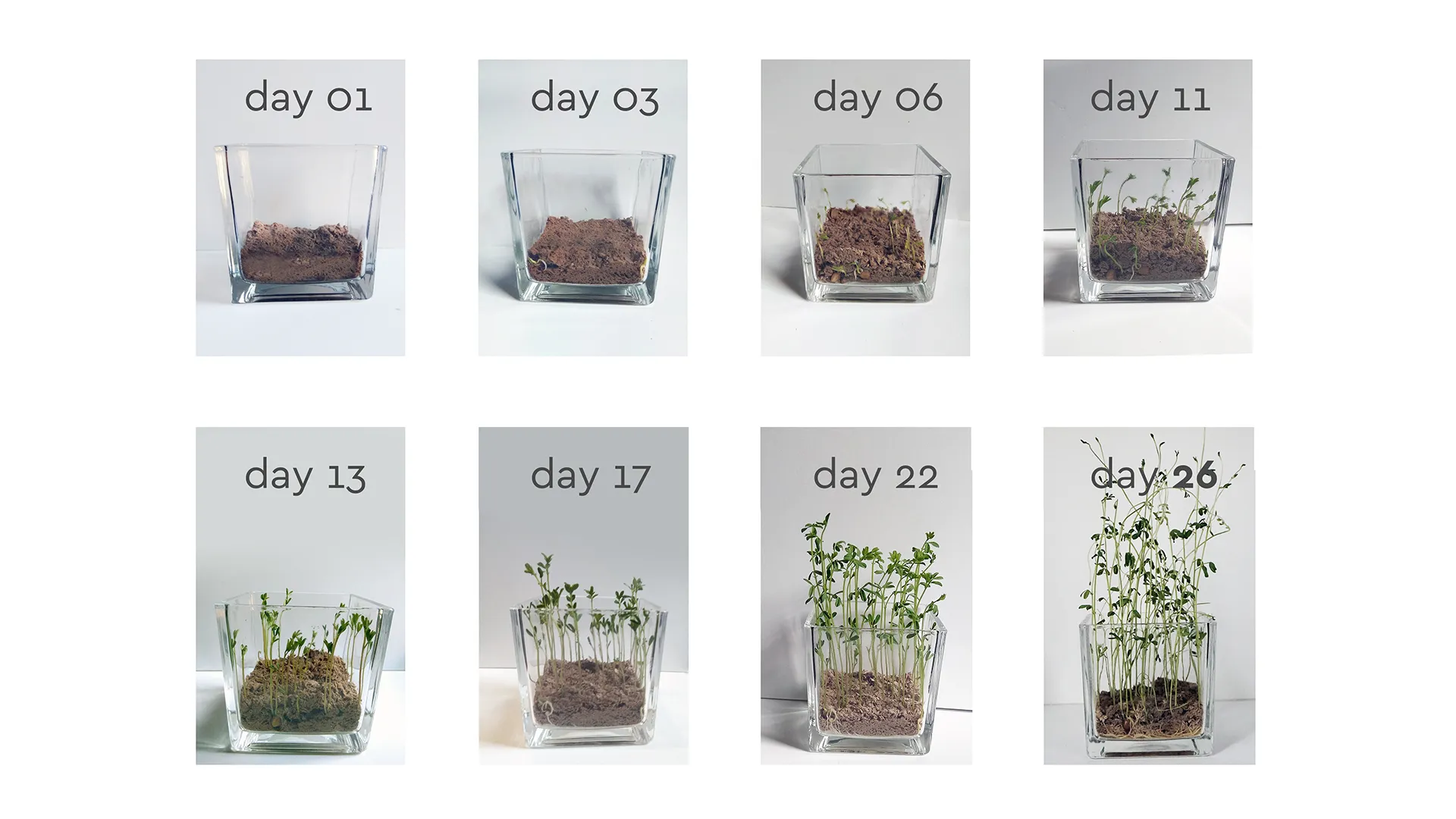 Biopack - A Growing Seeds Package