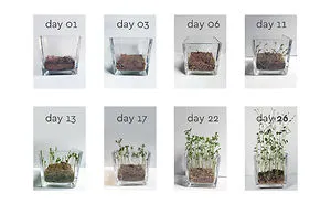 Biopack - A Growing Seeds Package