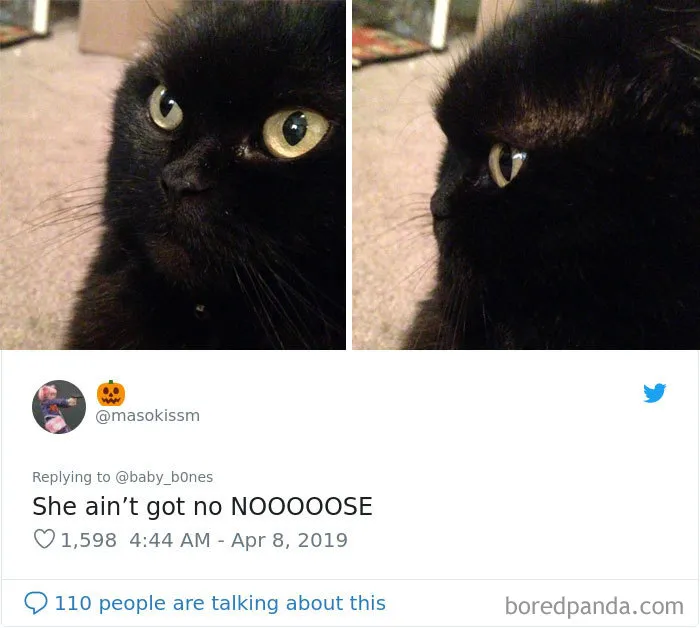 La gente comparte las fotos menos favorecedoras de sus mascotas, y es divertidísimo (30 imágenes)