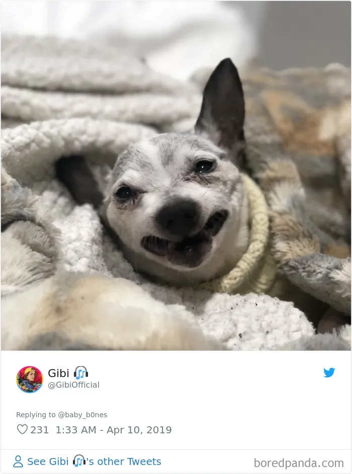 People Are Sharing The Most Unflattering Pics Of Their Pets And It's Hilarious (30 Pics)