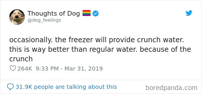 30 Of The Funniest Dog Thoughts That Dog Owners Will Understand Too Well