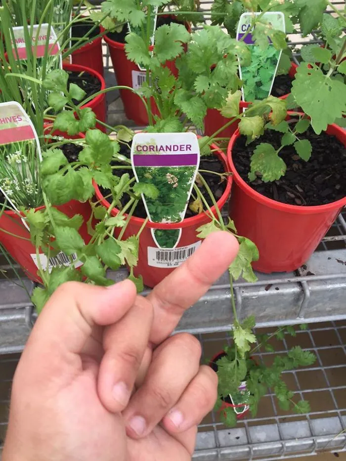 This Facebook Group Is Dedicated To Coriander (Cilantro) Haters And Here Are The 30 Funniest Images