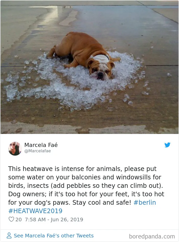30 Reactions Europeans Had To The Record-Breaking Heatwave