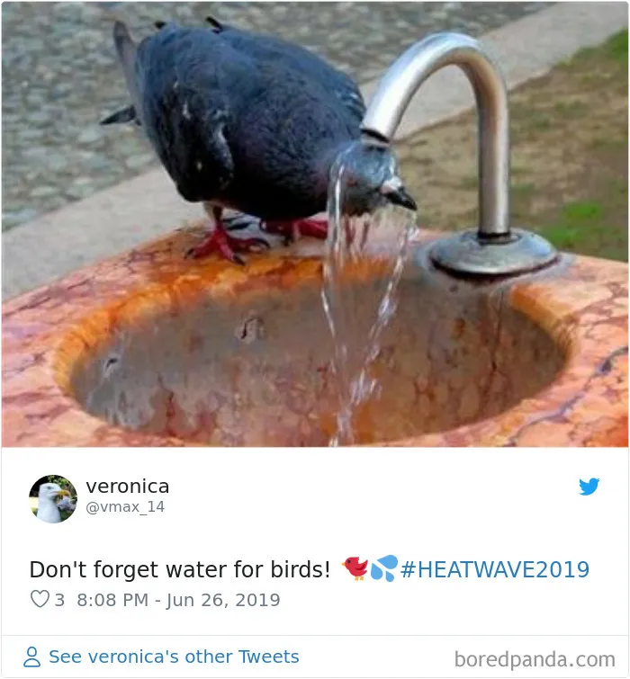 30 Reactions Europeans Had To The Record-Breaking Heatwave