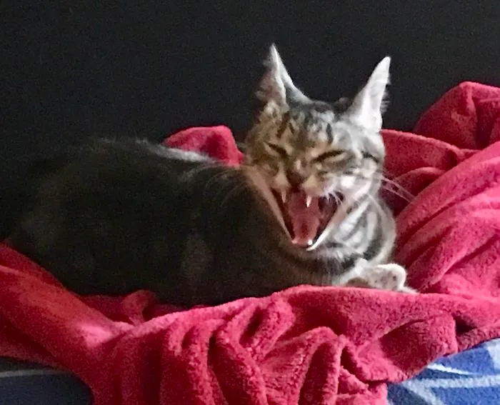 My Baby, Ms. Tiggy Stardust: Vampire Cat!
