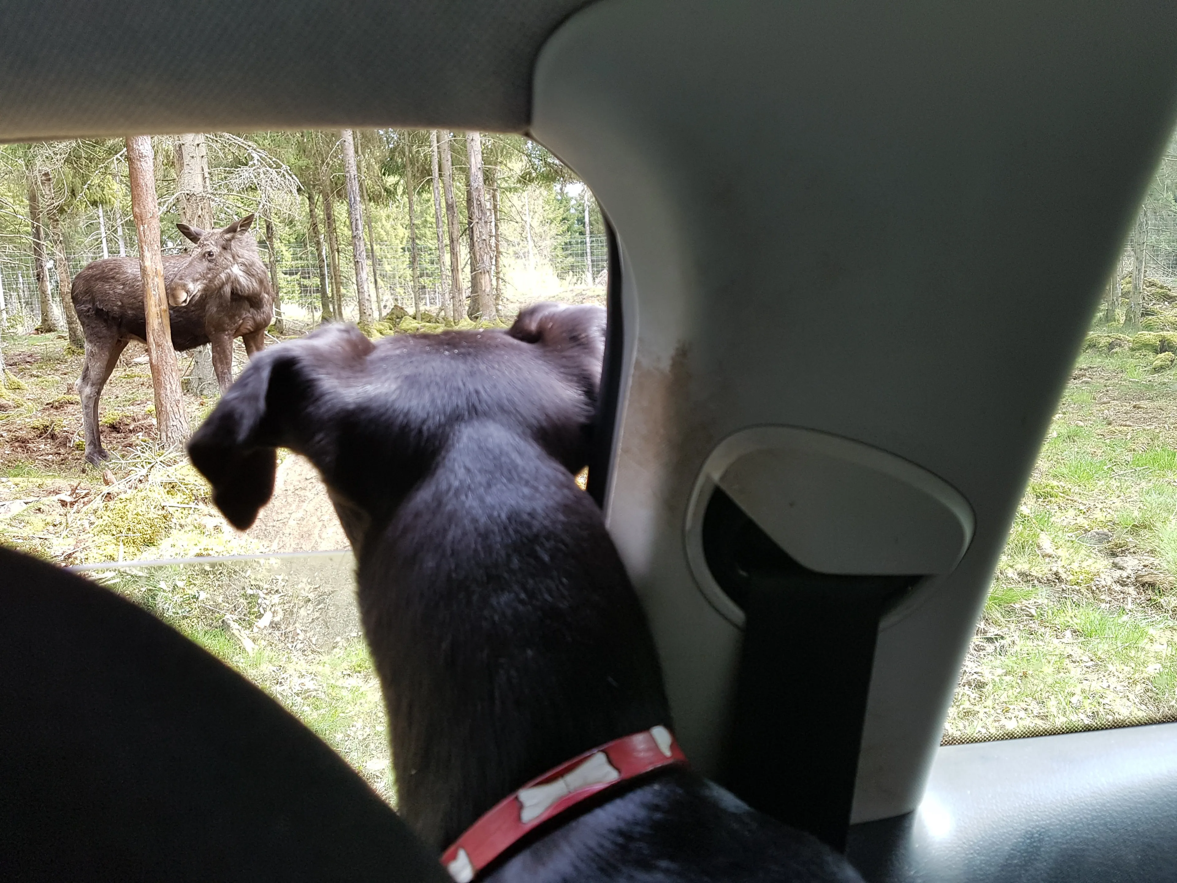 My Dog And I Go Exploring In Sweden