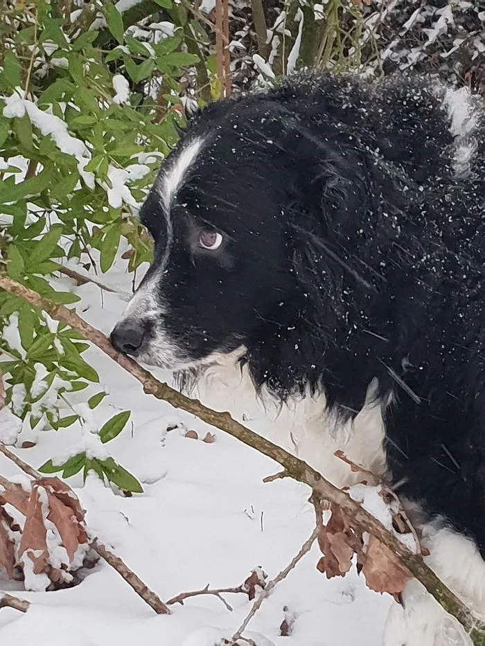 I'm Not Pooping In The Snow