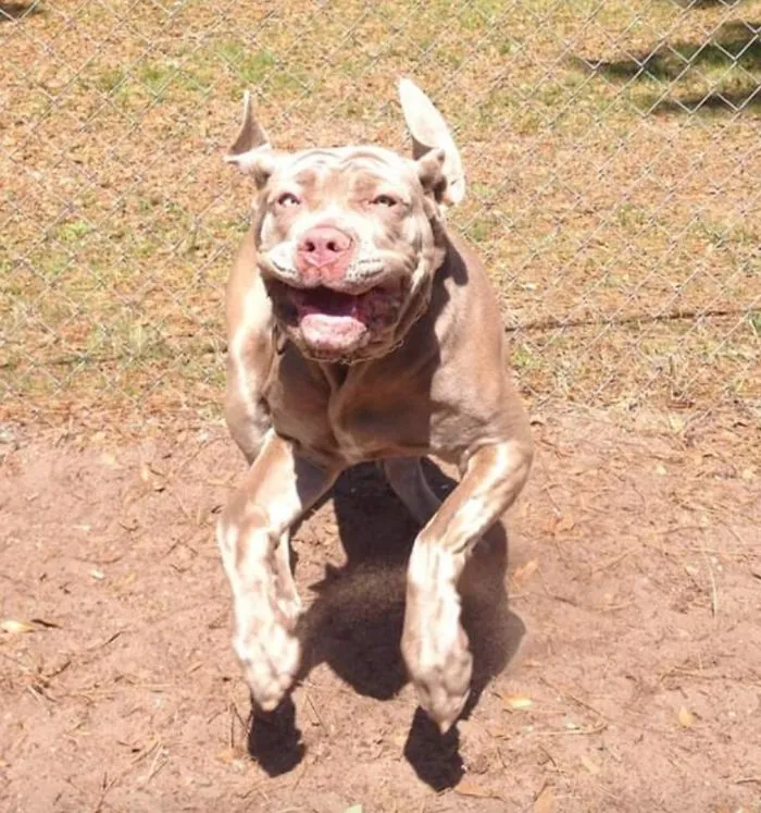 Not Sure Who Had A Better Time While I Was On Vacation, Me, Or My Neapolitan Mastiff Winnie.