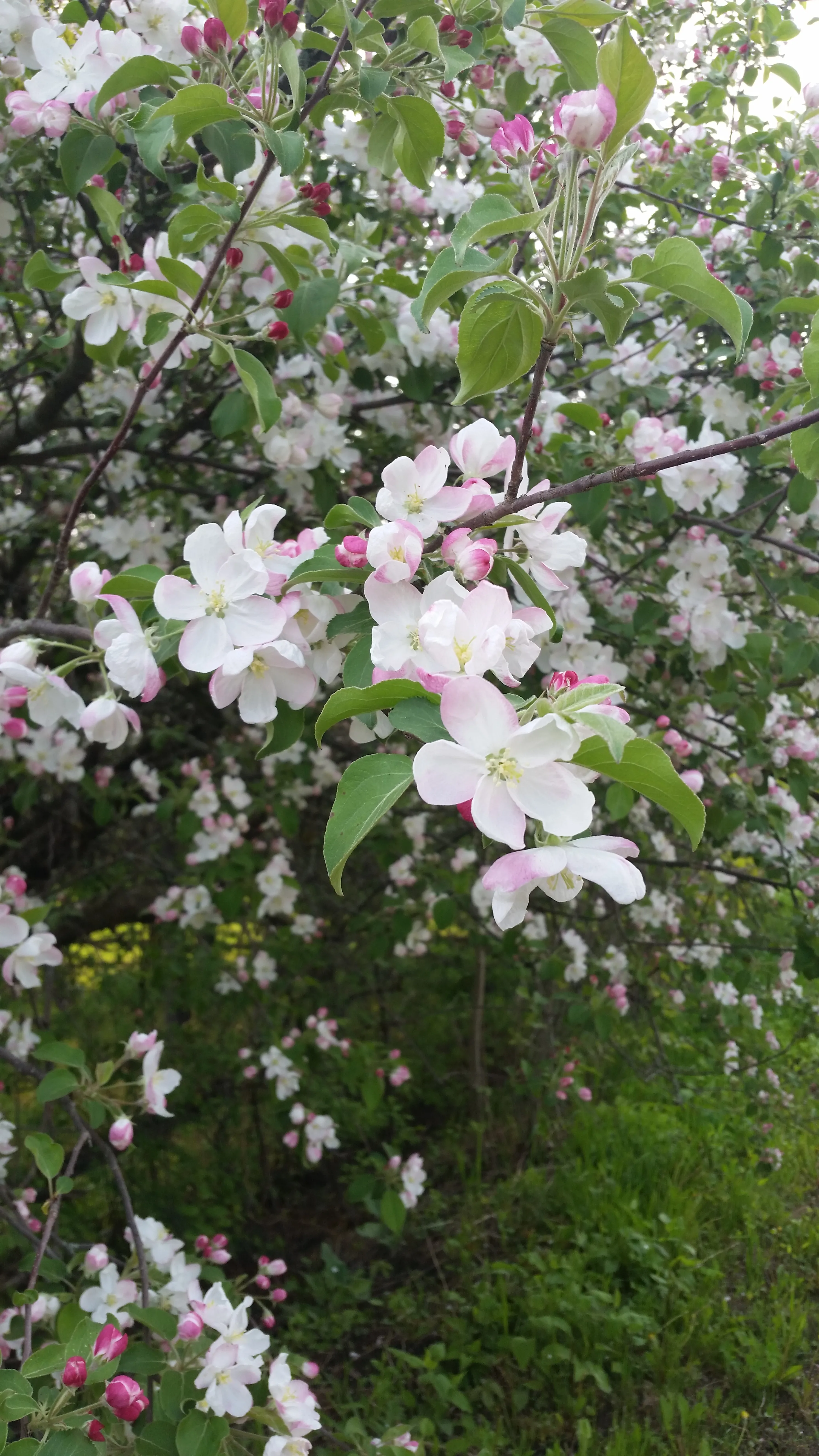 Apple Blossoms