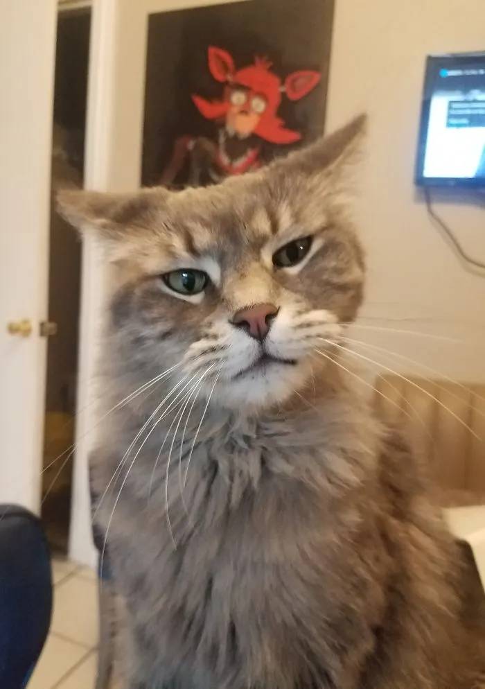 Jack Meowington...whaaaat?