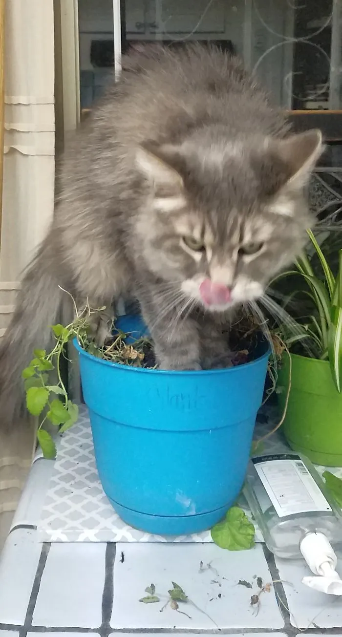 Jack Meowington  Killing His Catnip Plant