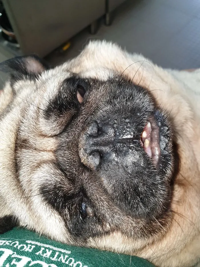 A Sleepy Paco....