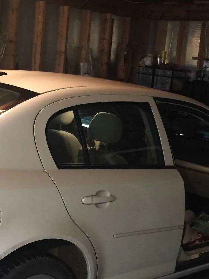 I Don’t Care How Long Ago You Got Out Of The Car And Went In The House, You Will Eventually Come Back And We’ll Go For A Ride.  I Can Outlast You!!!