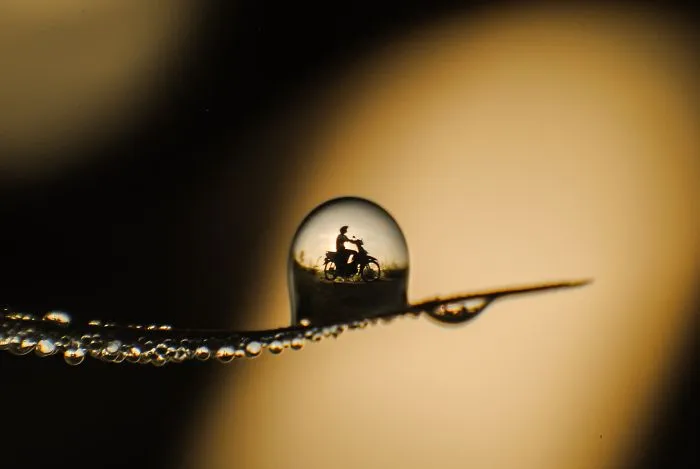 The Dew