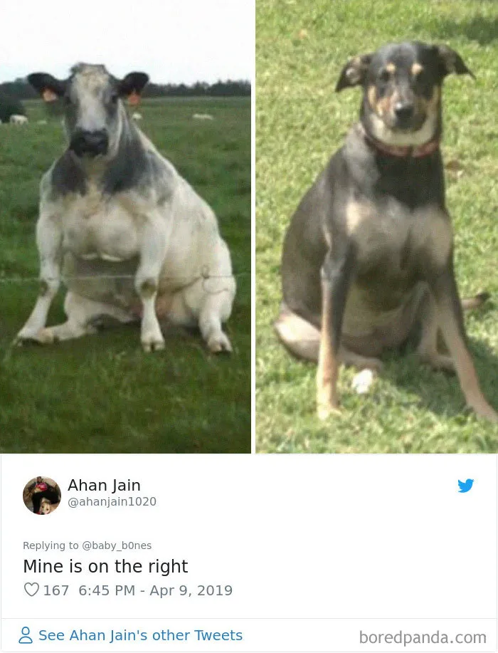 People Are Sharing The Most Unflattering Pics Of Their Pets And It's Hilarious (30 Pics)