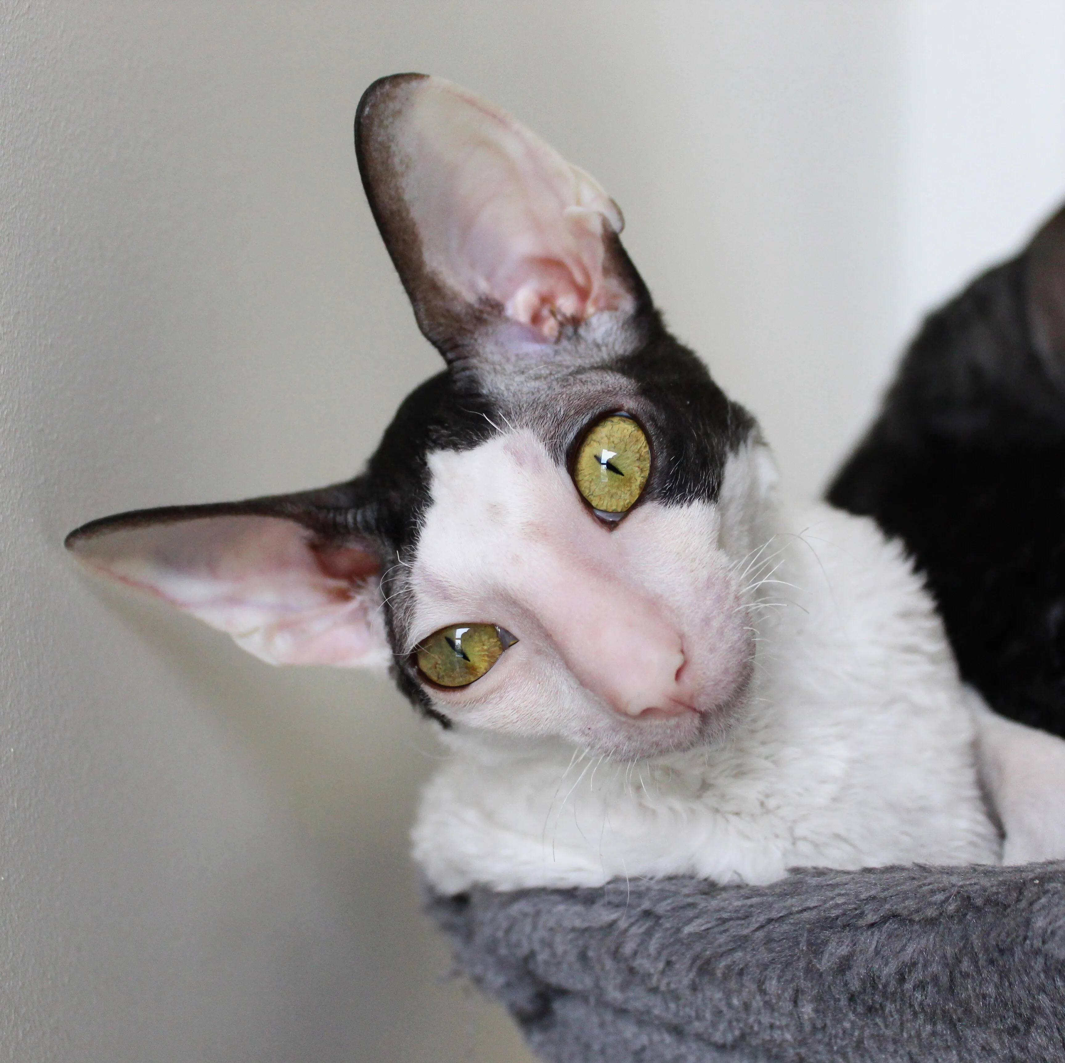 The Cat That Stole My Heart