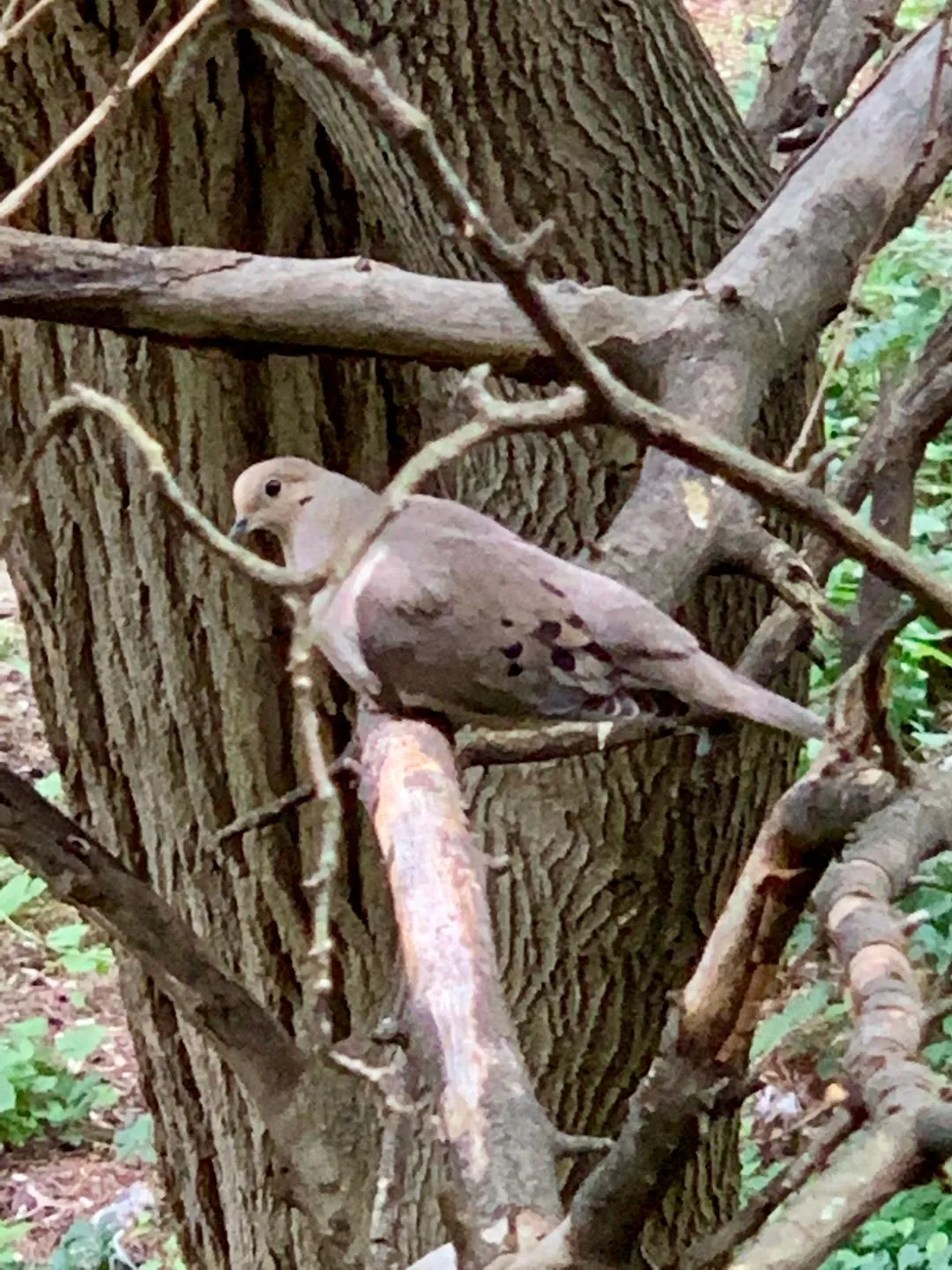 The Birdy  Tree Of Doves And Pigeonry
