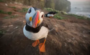 I Captured The Perfect Puffin Portrait, And I Can’t Get Over How Happy The Little Seabird Is About It