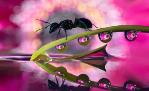 Shooting Water Droplet Refractions For Magical Macro Images