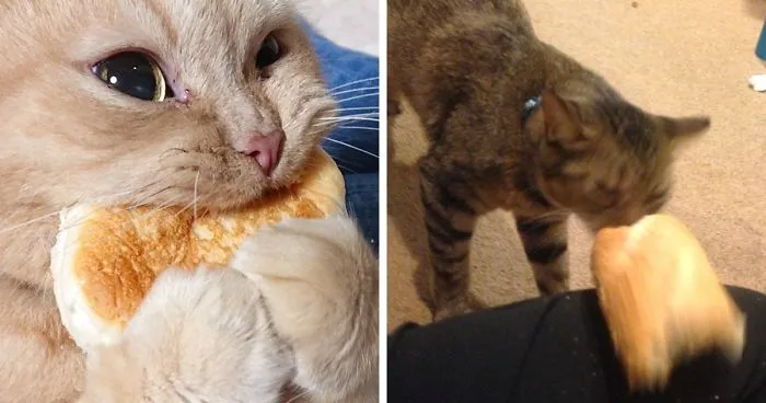 Tumblr User Explain Why Cats Are Obsessed With Eating Bread