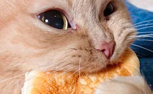 Tumblr User Explain Why Cats Are Obsessed With Eating Bread
