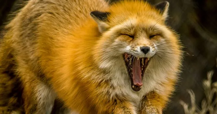 I'm A Disabled Veteran Who Turned Into A Wildlife And Nature Photographer (29 Pics)