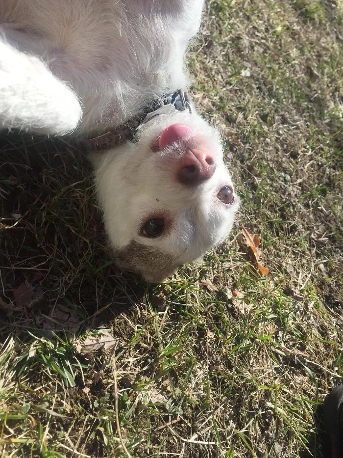 Our Derpy Dawg...