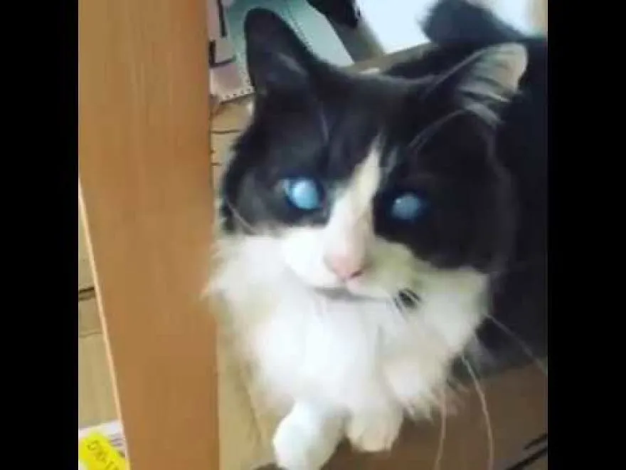 Louie The Blind Cat