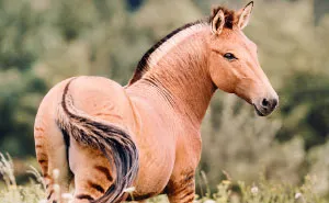 I Photographed A Zorse – The Hybrid Most People Don't Think Exists (10 Photos)