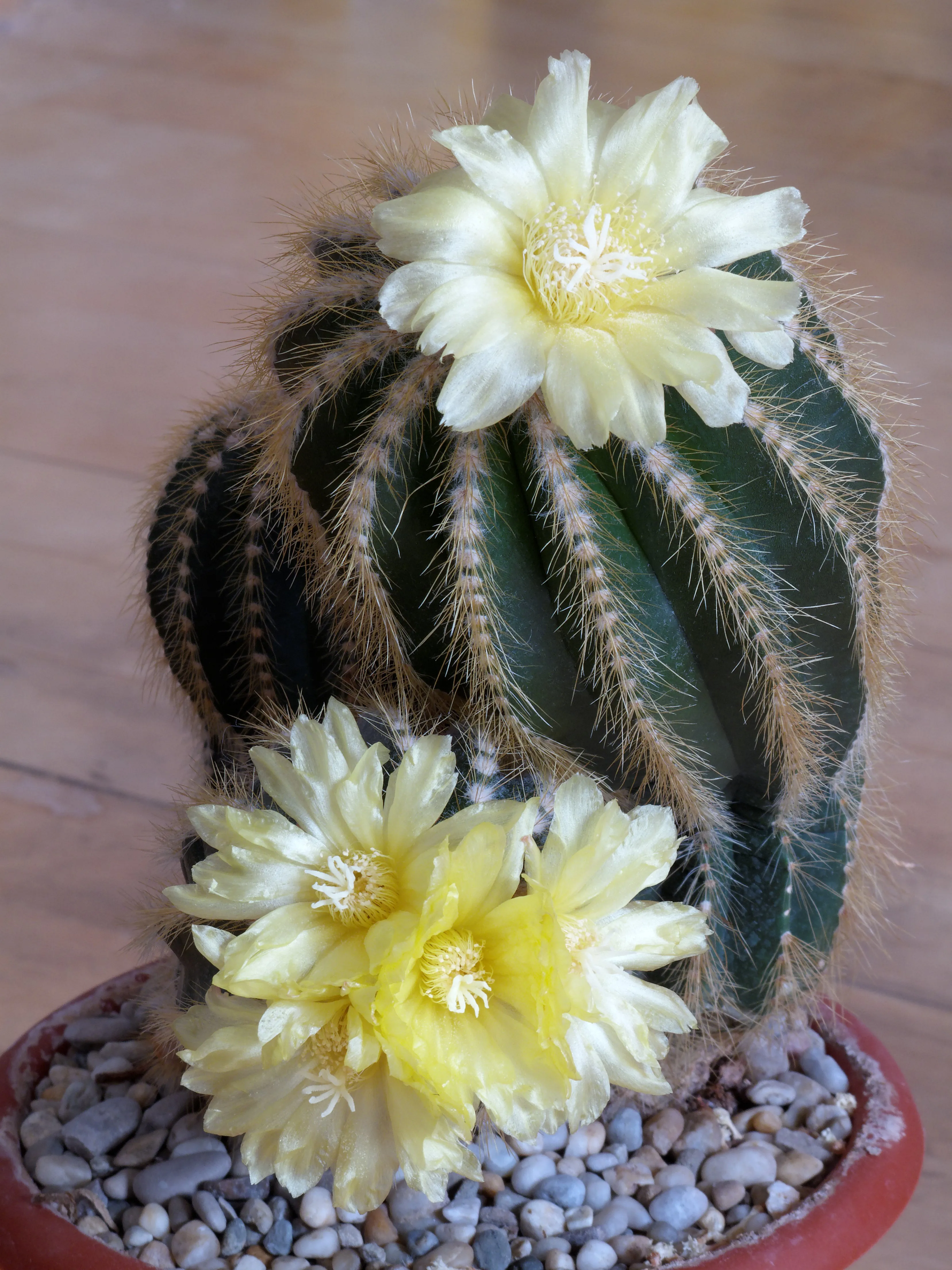 All Cacti Bloom