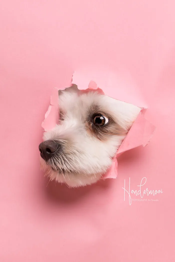 I Took Pictures Of Dogs Posing Through Torn Paper In My Studio (10 Pics)