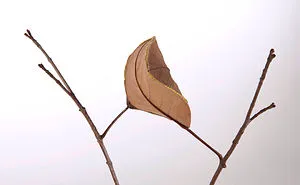 Crocheter Uses Her Skills To Turn Dried Leaves Into Works Of Art (30 Pics)