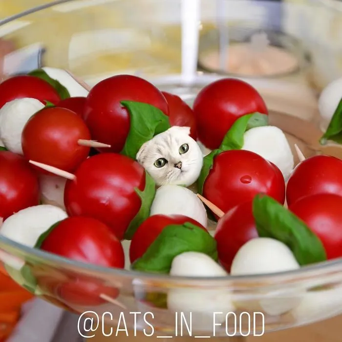 I Photoshop Two Of The Best Things In The World Together - Cats And Food (30 New Pics)