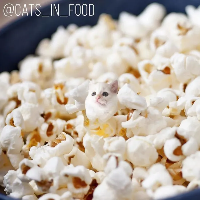 I Photoshop Two Of The Best Things In The World Together - Cats And Food (30 New Pics)
